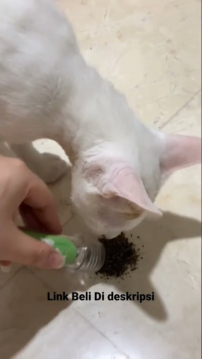 Kucing Ngefly catnip