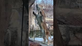 Lions getting Extra Meat Enrichment - Cincinnati Zoo #shorts