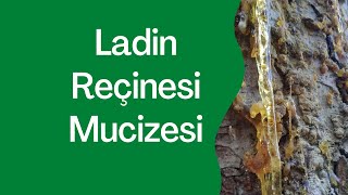 Ladin Reçinesinin Mucizevi Etkisi Resimi