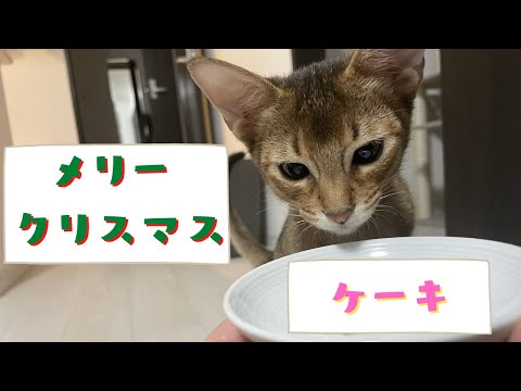 猫にペット用クリスマスケーキをプレゼントしてみた | アビシニアンの子猫アビー