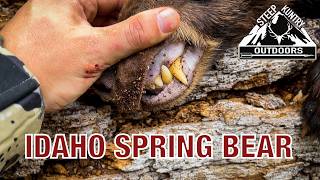 REISSUE - 2021 Spring Bear