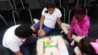 Bulldogs learning coding using BeeBots