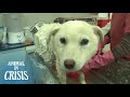 Dog Who Went Missing Came Back Home With A Swollen Face | Animal in Crisis EP66