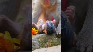 Really cutie and Lovely newborn baby monkey??❤️ part400 short babymonkey monkey4u