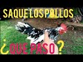 Pollos, al sol kikirikís el niño,