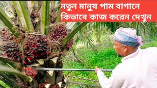 নতুন মানুষ পাম বাগানে কিভাবে কাজ করবে ভিডিওতে বিস্তারিত দেখুন। potong buah