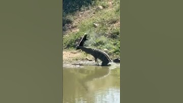 Even in death honey badgers are tough!!! 🤯 #croc #honeybadger