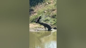 Even in death honey badgers are tough!!! 🤯 #croc #honeybadger