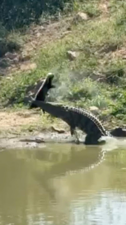 Even in death honey badgers are tough!!! 🤯 #croc #honeybadger