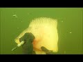 Extreme Pesca Sub - Spearfishing -  capturas técnica apneia expirada 2021