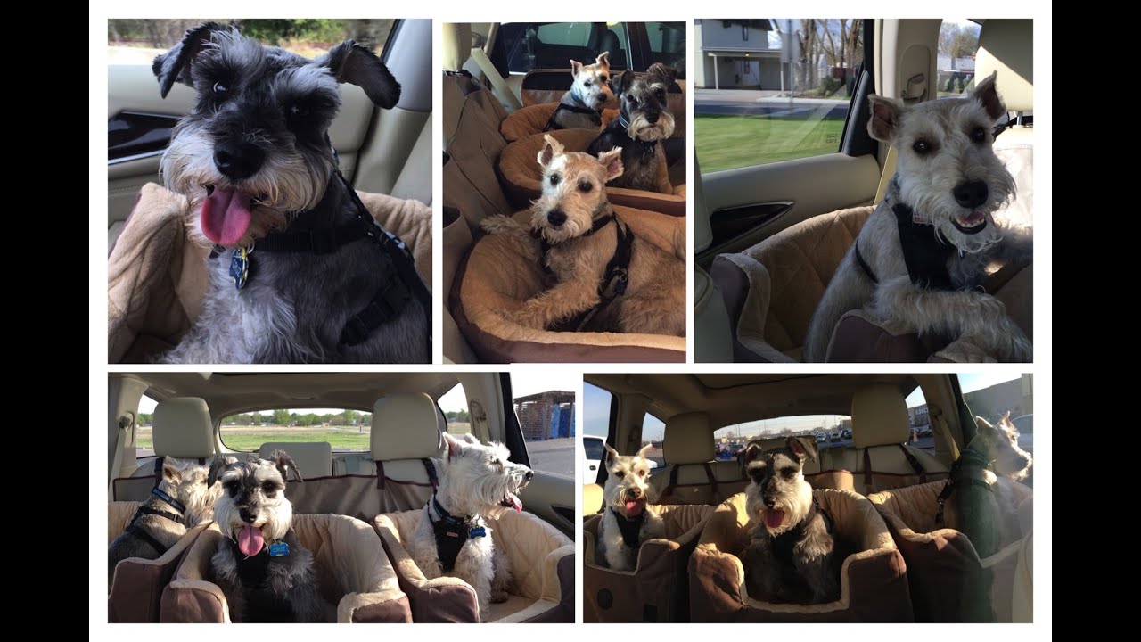 Featured image of post K&amp;H Bucket Booster Pet Seat Uk - The k&amp;h booster bucket seat elevates your pet and fits either the front or back seat.