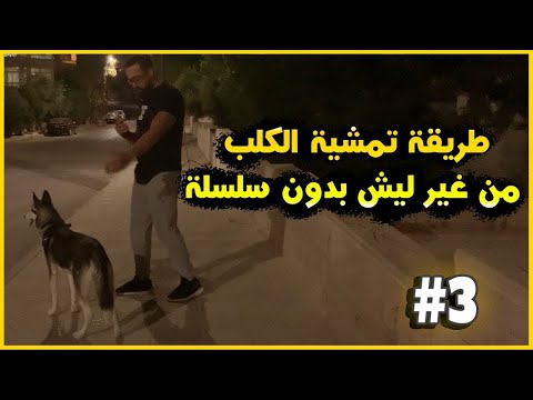 فيديو: كيف يمشي الكلب بدون مقود؟