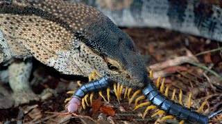 Lizard and Centipede attack each other