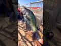 Fishing for crappie with a Jighead under a bridge#fishing#crappiefishing#viralvideo#shortvideo#viral