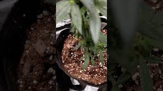 i F-ked up and revegged boomer learning to grow series