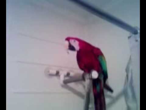 Brittain Academy | Chris Brittain's Macaw | CoCo singing in the shower