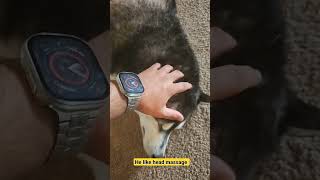 How to Give Your Husky the Perfect Head Massage #husky #dogs_shorts #shorts