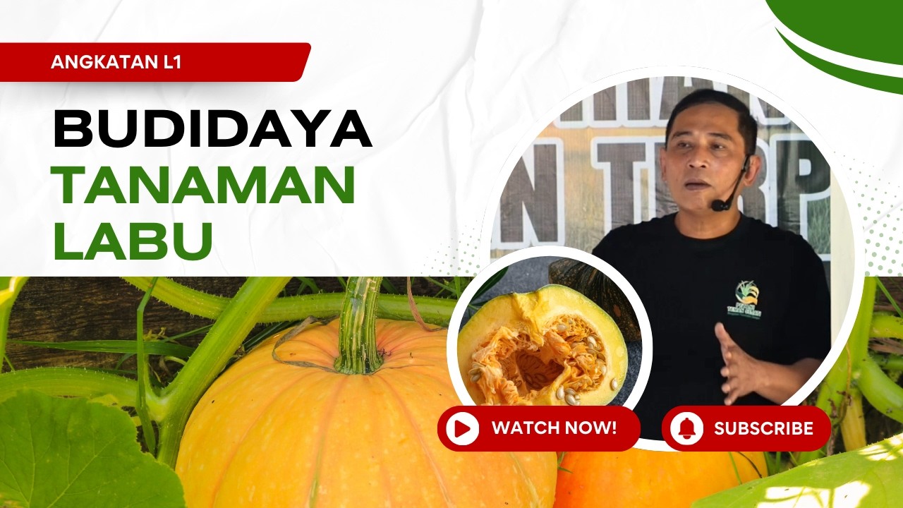 Budidaya Tanaman Labu