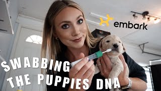 DOG BREEDER DAY IN THE LIFE | HOW I TAKE PUPPY PICTURES AND SWABBING THE PUPPIES DNA