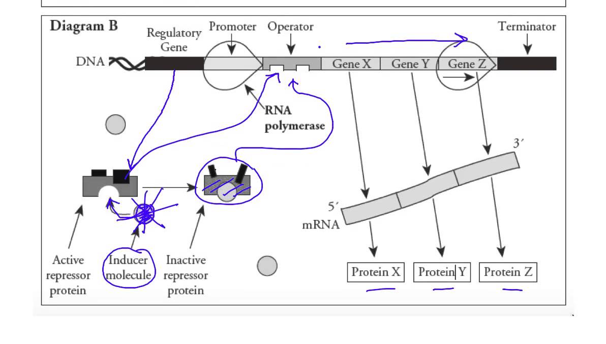 Positive Gene Regulation