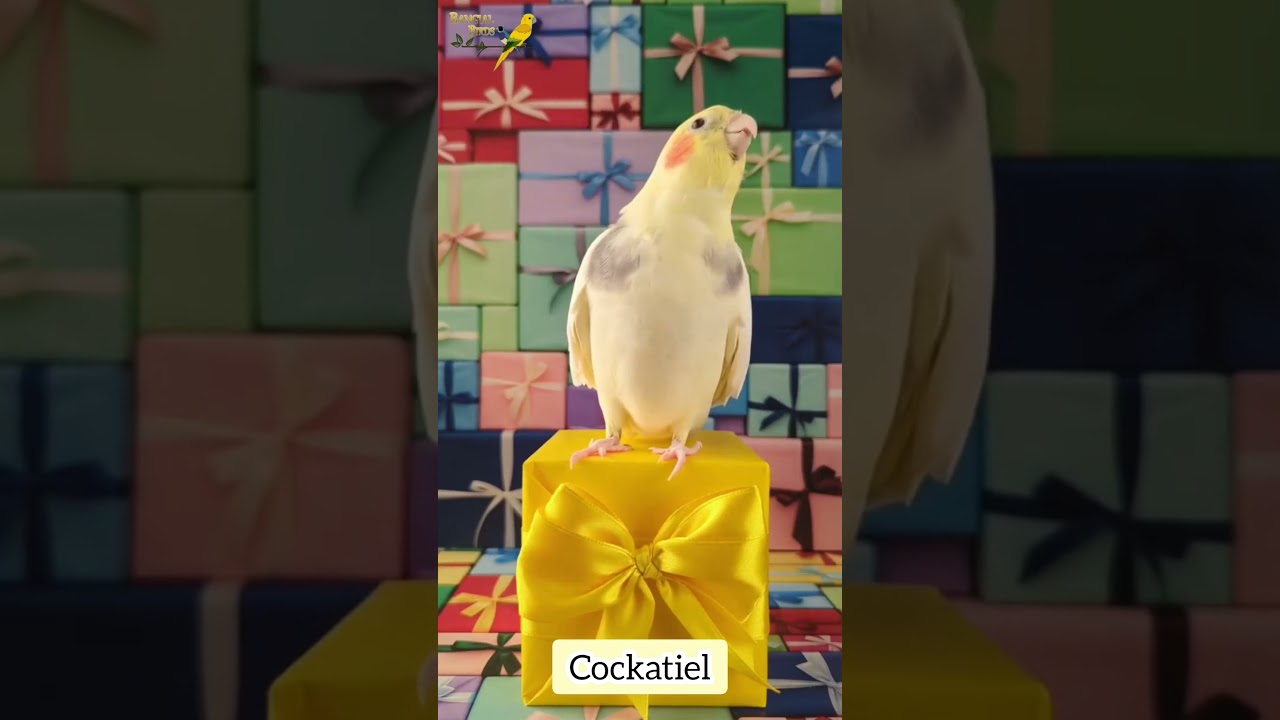 Cockatiel | Beautiful bird singing #birds #petbird #birdsounds #birdsong #birdslover #birds