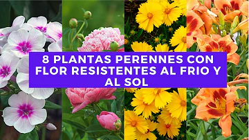 ¿Cuál es la flor más resistente?