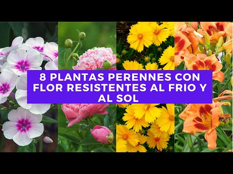 Video: Cultivo de enredaderas en la zona 8: enredaderas perennes y en flor para los jardines de la zona 8