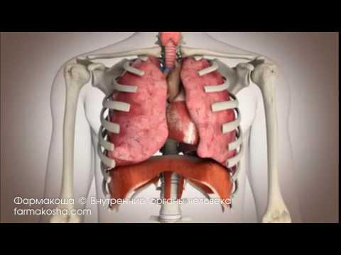 Внутренние органы человека | Фармакоша - Анатомия