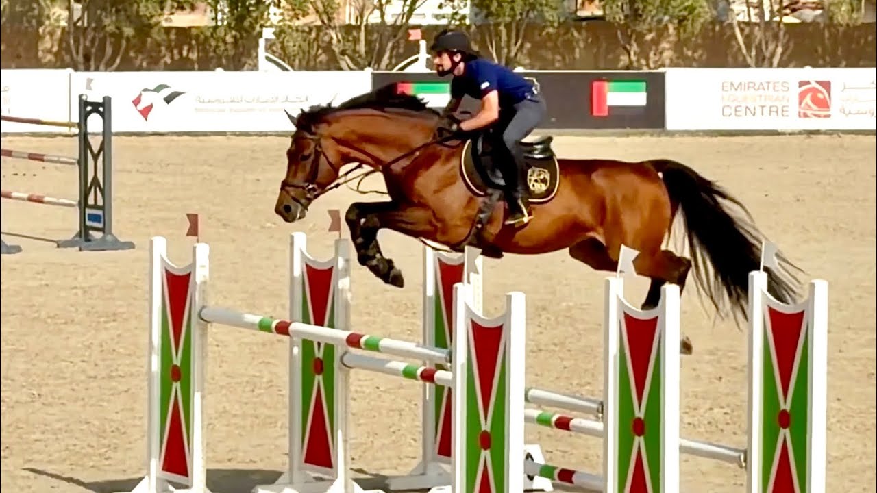 Galb DXB (Cornet Obolensky × Cassini I) Focused & On standby waiting for his next competition!! 🔥🚀