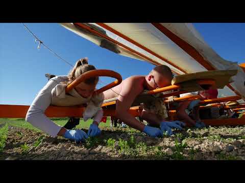 Video: Høst Gulerødder