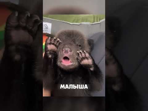 Сибиряк приютил ДИКОГО медвежонка🥺🔥🐻