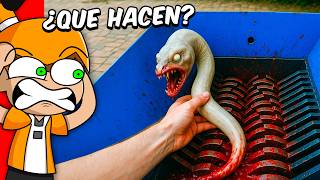Trituradora Vs Objetos De La Vida Real Palmita Reacciona