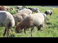أرخص سوم علوش من عند الفلاح أنا نبيع في العلالش للمواطنين موش التجار خلي الزوالي يعيد