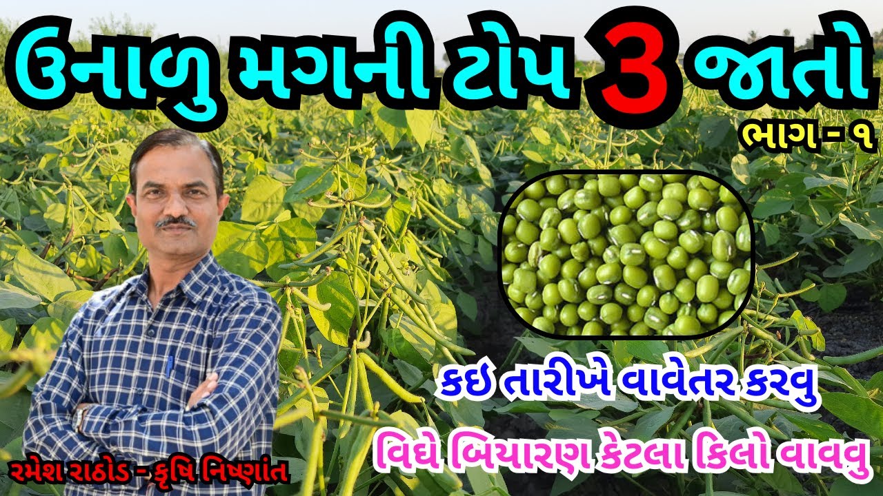 ઉનાળુ મગ ની ટોપ ૩ વેરાયટી | વાવેતર તારીખ અને બીજ દર | Green Gram | Unalu Mag Ni Kheti | ભાગ - ૧
