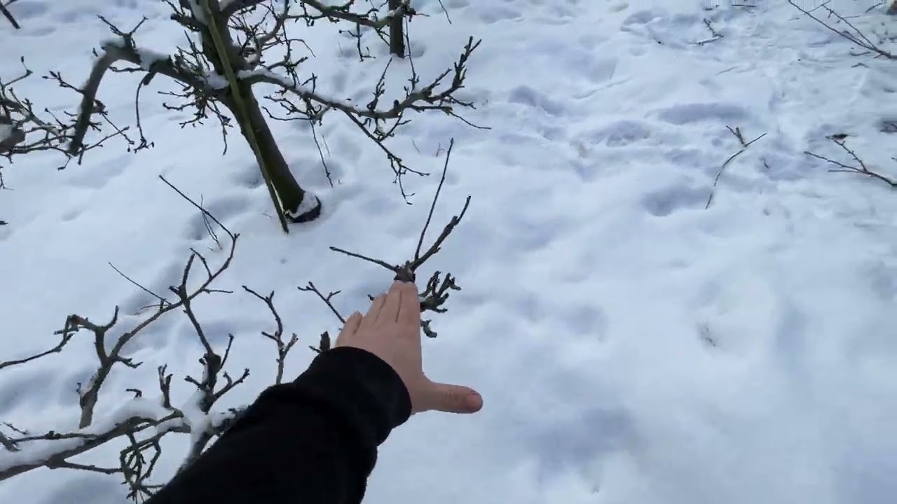 Przygotowanie pod cięcie mechaniczne- standard czy bzdura? #sadownictwo