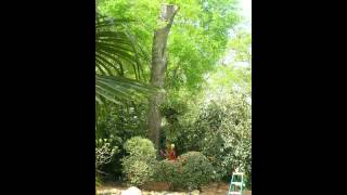 Tree Removal in a small space - Aiken, South Carolina - O.A.K. Services