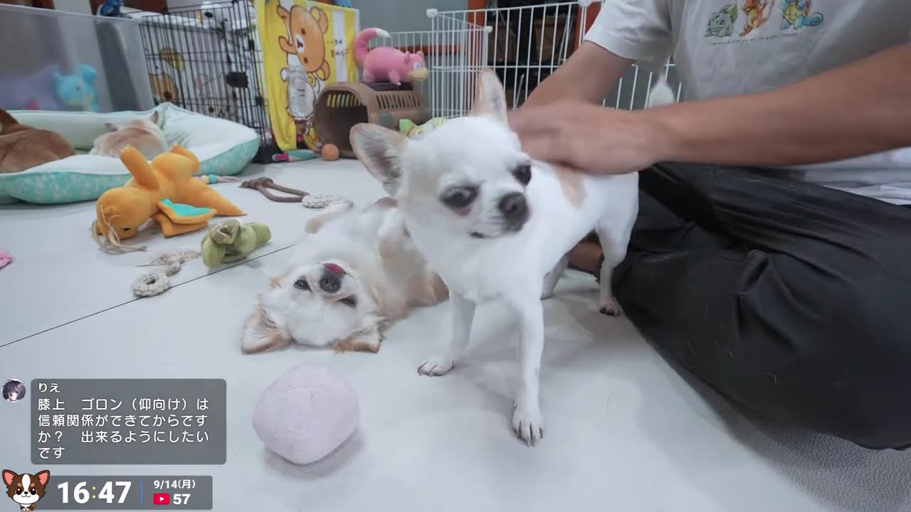 Live] 93-day-old puppy's cart walk [Breeder] - YouTube