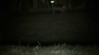 Roe deer, in the lamp! by TheMrGTsmash 3,808 views 10 years ago 1 minute, 56 seconds