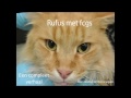 Rufus een kat met caudale stomatitis fcgs die uiteindelijk geneest