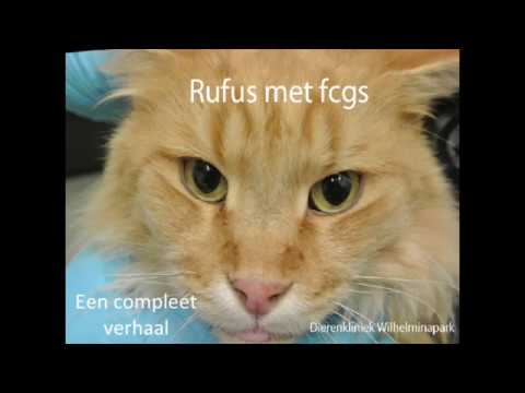 Video: Stomatitis By Katte: Ontsteking Van Die Sagte Weefsels In Die Mond Van 'n Kat