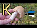 Колпак кольчатый 🍄 Грибной справочник Эстонии 🇪🇪