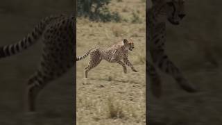 Cheetah's Lightning Attack on Wildebeest 🐆🔥#shorts #wildlife#animals #leopard