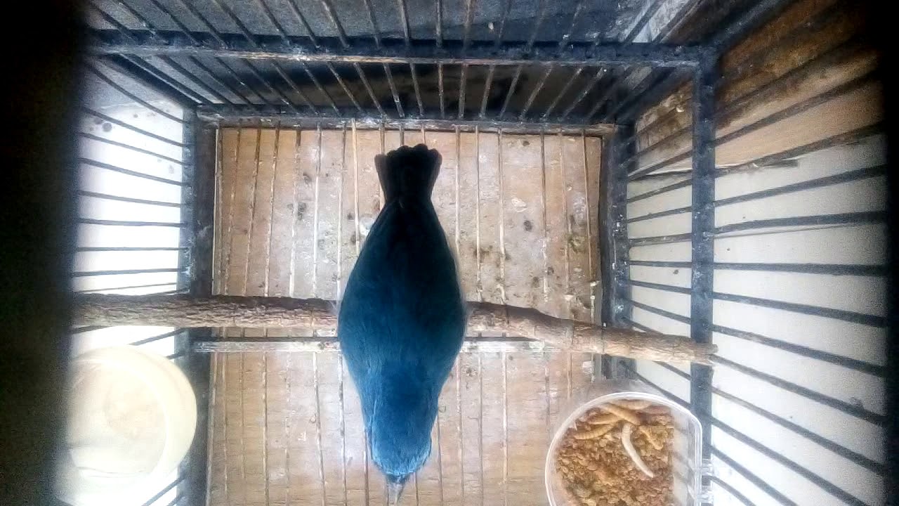 Suara burung Anis biru gacor 
