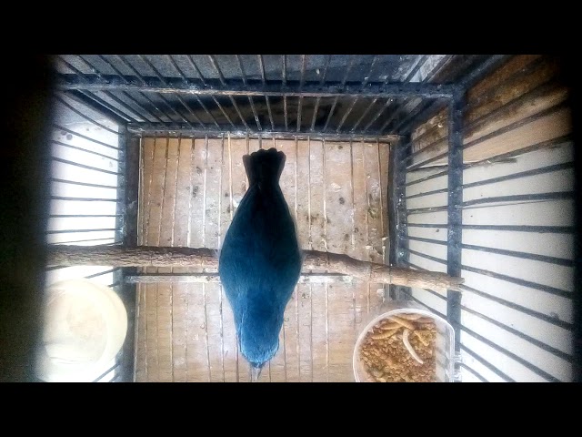 Suara burung Anis biru gacor class=