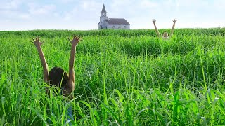 In The Tall Grass (2019) Movie Explained In Hindi/Urdu Summarized हिंदी