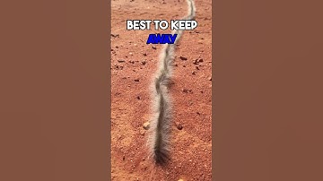 Hairy caterpillars can be dangerous #firstaid #danger