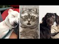 Get Ready To Laugh рџ Ј Funny Cat Dog Videos 2025 Get Ready To Laugh рџ Ј Funny Cat Dog Videos 2025