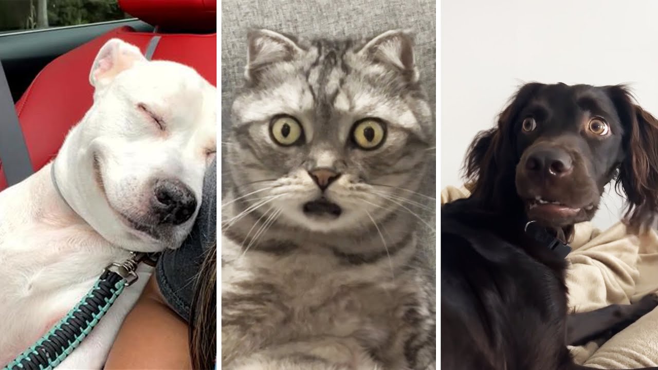 ⁣PART 2 Funniest Videos 🤣 | Cat & Dog Videos 2025