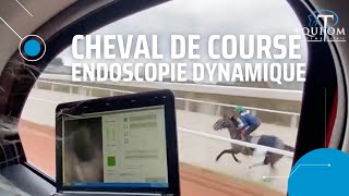 Examen impressionnant sur CHEVAL de course screenshot 4