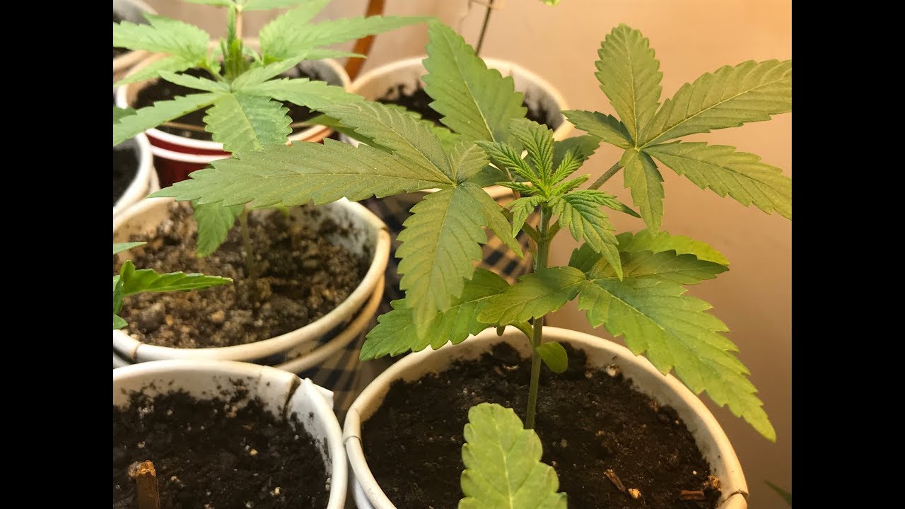 Cannabis Plants May 18 2019 Seedlings for Outdoor Grow Getting Ready